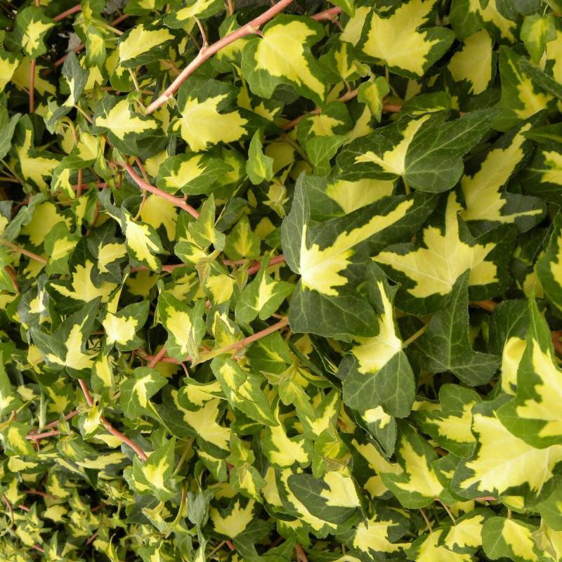 Lierre des bois Goldheart - Pot de 3L - Echelle bambou 60/120 cm - Image 1
