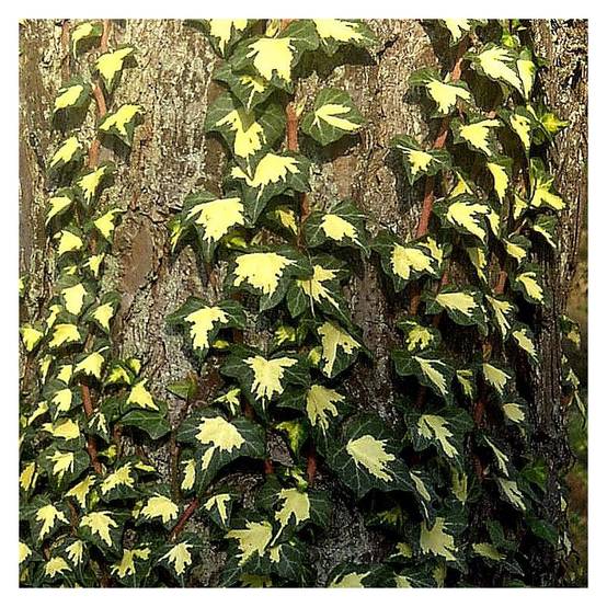 Lierre des bois Goldheart - Pot de 3L - Echelle bambou 60/120 cm - Image 3