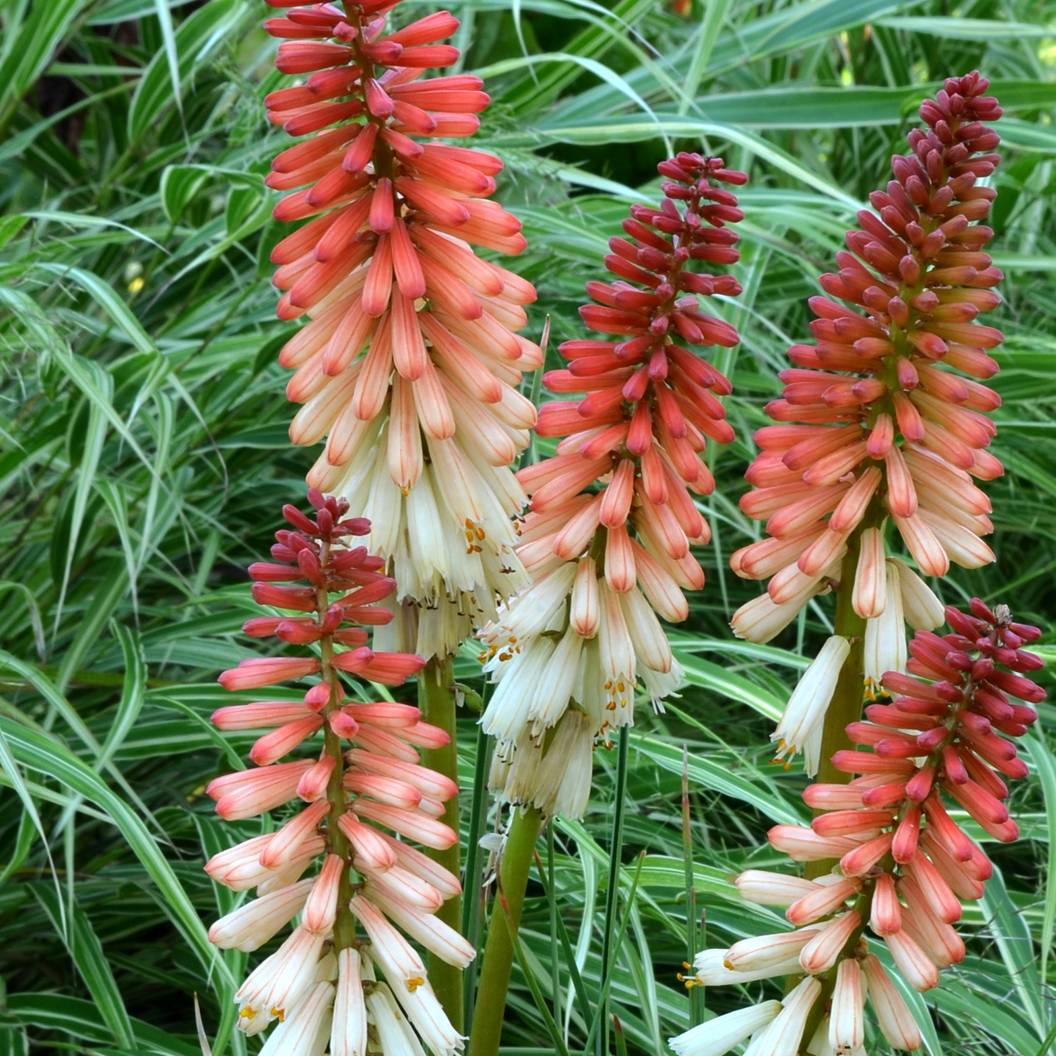 Promesse de Fleurs - Tritoma - Kniphofia Orange Vanilla Popsicle Godet de 8/9 cm