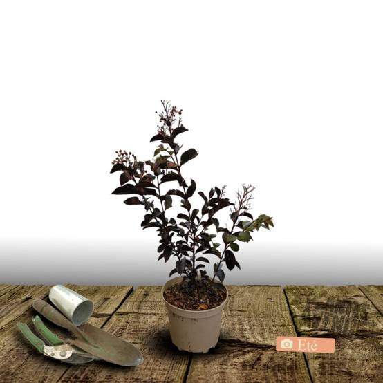 Lilas des Indes Black Diamond® Crimson Red™, Lagerstroemia à fleurs Rouge - feuillage Caduc - Pot de 3L - Touffe- hauteur à maturité De 1,50 m à 2,00 - Image 2