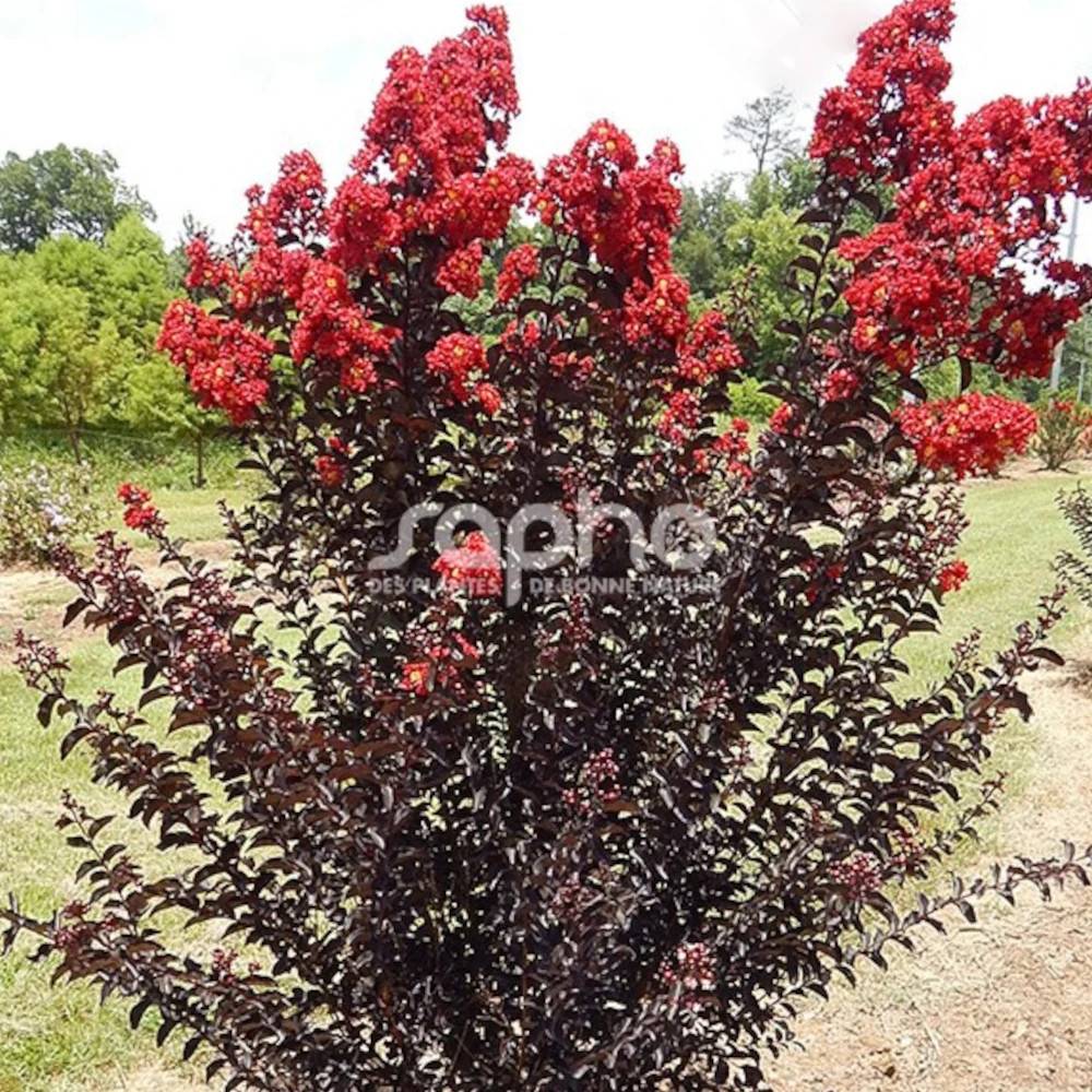 Lilas des Indes Black Diamond® Crimson Red™, Lagerstroemia à fleurs Rouge - feuillage Caduc - Pot de 3L - Touffe- hauteur à maturité De 1,50 m à 2,00 - Image 1
