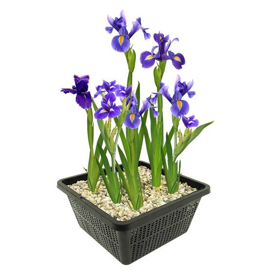 0 - Iris Bleu Plante Berge Bassin - Floraison Bleue - Rustique - 9 Pièces - Image 1
