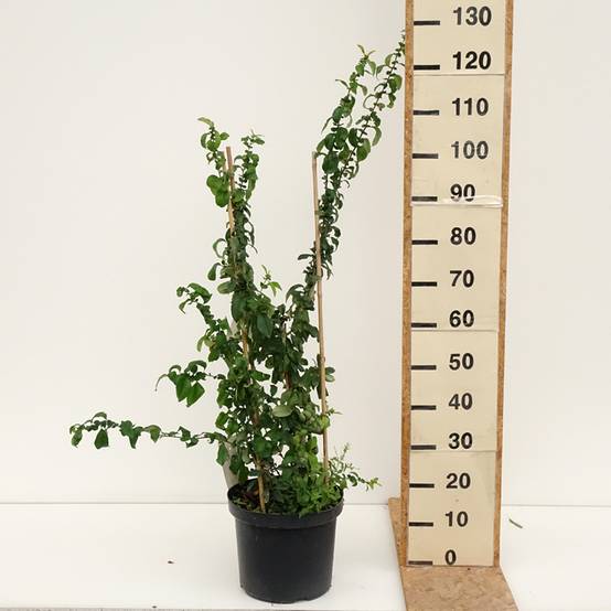 Promesse de Fleurs - Cognassier du Japon Cameo - Chaenomeles superba Pot de 7,5L/10L - Image 2
