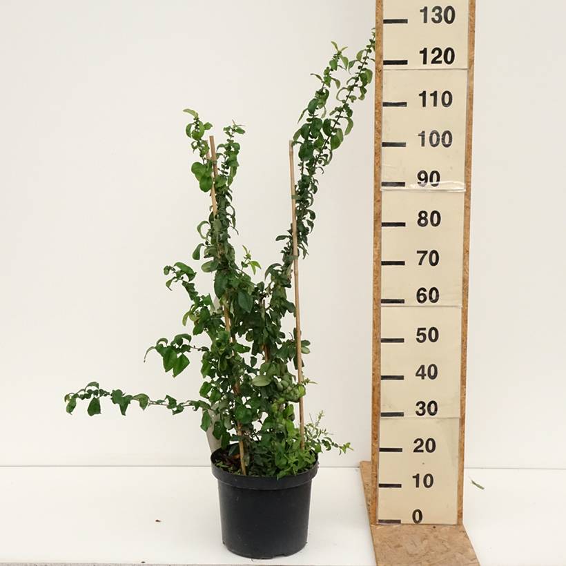 Promesse de Fleurs - Cognassier du Japon Cameo - Chaenomeles superba  Pot de 7,5L/10L - Image 2