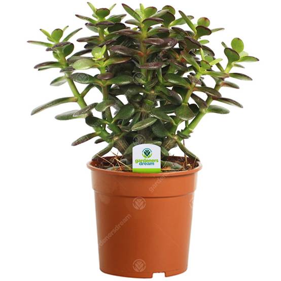 Gardenersdream - Crassula Minor - 1 Plante - Arbre De Jade En Pot D'Intérieur Pour Maison / Bureau - GardenersDream - Image 1