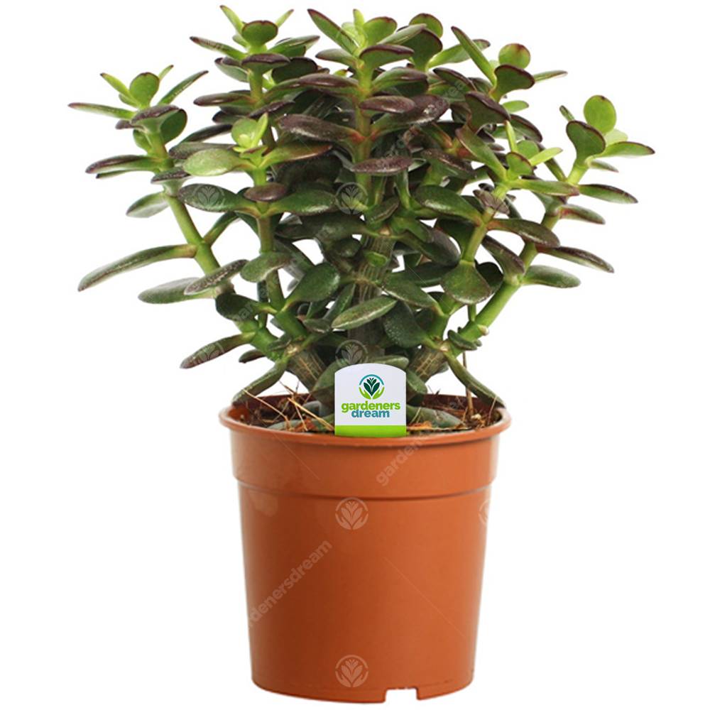 Gardenersdream - Crassula Minor - 1 Plante - Arbre De Jade En Pot D'Intérieur Pour Maison / Bureau - GardenersDream - Image 1