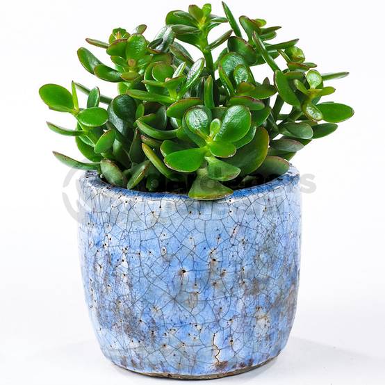 Gardenersdream - Crassula Minor - 1 Plante - Arbre De Jade En Pot D'Intérieur Pour Maison / Bureau - GardenersDream - Image 2