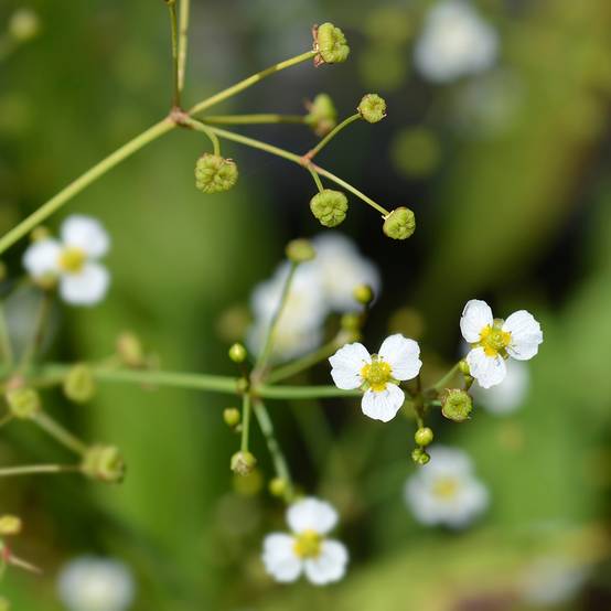 Promesse de Fleurs - Alisma lanceolatum - Plantain d'eau à feuilles lancéolées Godet de 8/9 cm