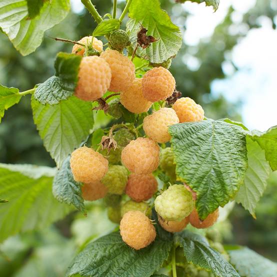 Promesse de Fleurs - Framboisier nain Lowberry Goodasgold - Rubus idaeus Pot de 1,5L/2L, Touffe