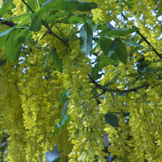 Promesse de Fleurs - Laburnum anagyroides - Cytise à grappe Pot de 7,5L/10L - Image 1