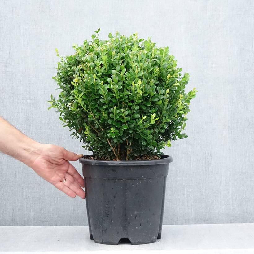 Promesse de Fleurs - Buis - Buxus microphylla Faulkner Pot de 7,5L/10L, Boule, Boule de 20/30 cm - Image 2