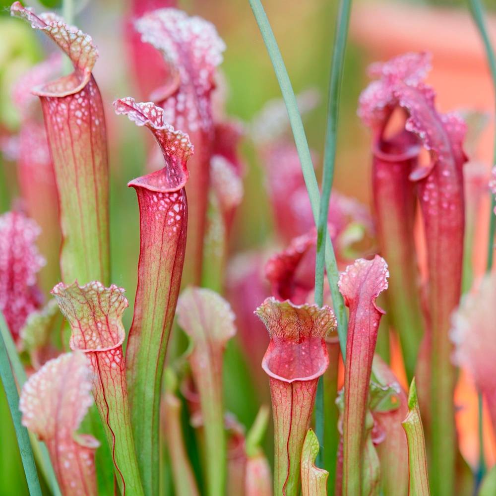 Plantes carnivores 6 Sarracenia - Attrape-Insectes - Image 4