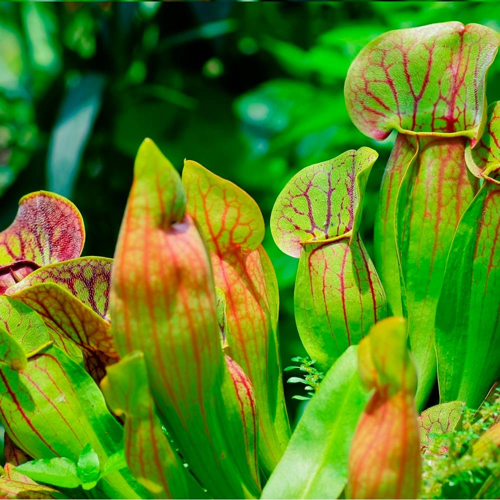 Plantes carnivores 6 Sarracenia - Attrape-Insectes - Image 3
