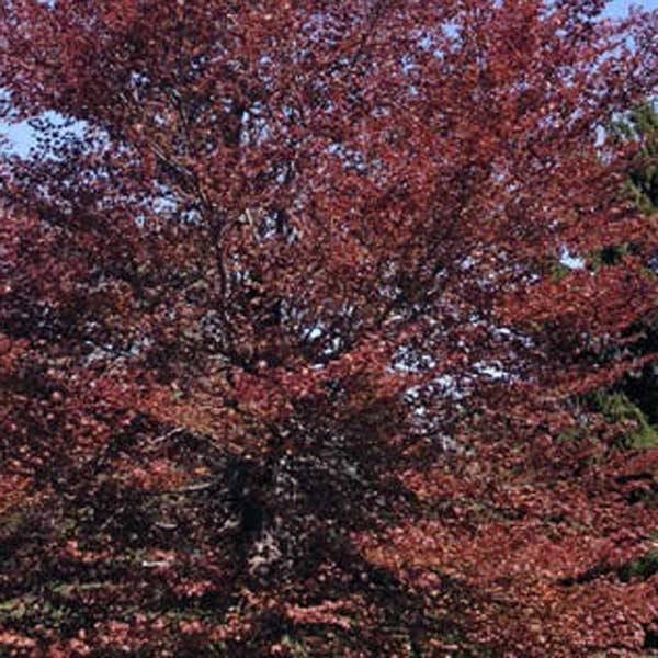Fagus sylvatica Atropurpurea - Hêtre pourpre Pot de 2L/3L - Image 1