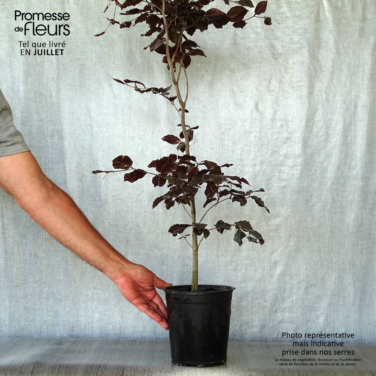 Fagus sylvatica Atropurpurea - Hêtre pourpre Pot de 2L/3L - Image 2