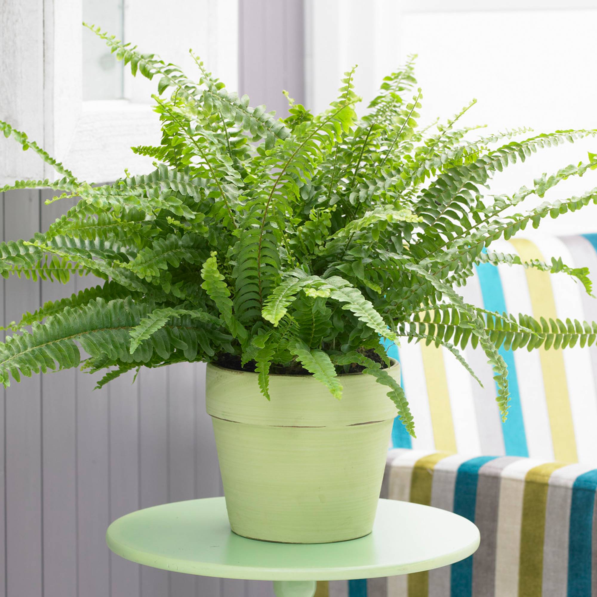 Gardenersdream - 1 X Fougère De Boston En Pot De 25-35 Cm | Plante D'Intérieur Parfaite Pour Les Débutants - GardenersDream - Image 1