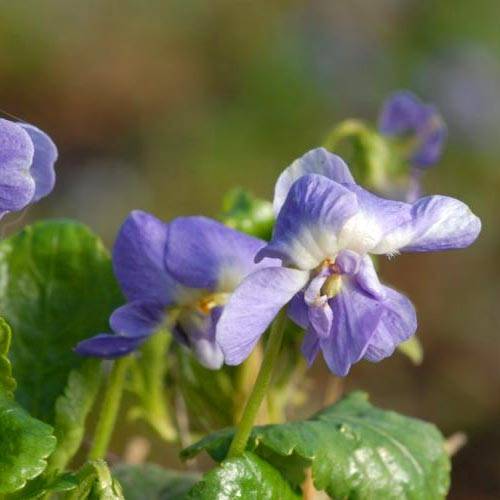 Violette odorante Parme de Toulouse - Viola suavis Godet de 7/8 cm
