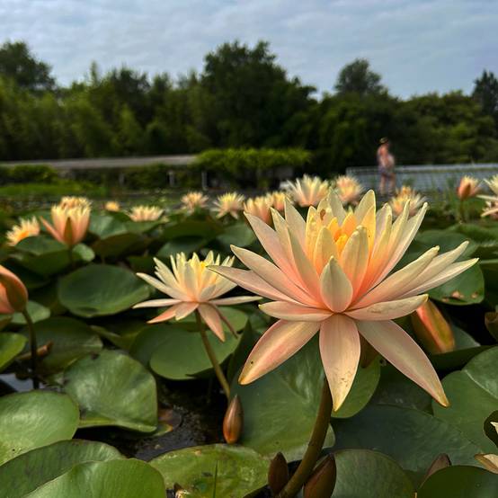Nymphaea Barbara Davies - Nénuphar rustique Pot de 1,5L/2L