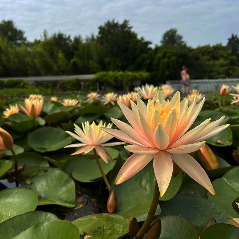 Nymphaea Barbara Davies - Nénuphar rustique Pot de 1,5L/2L