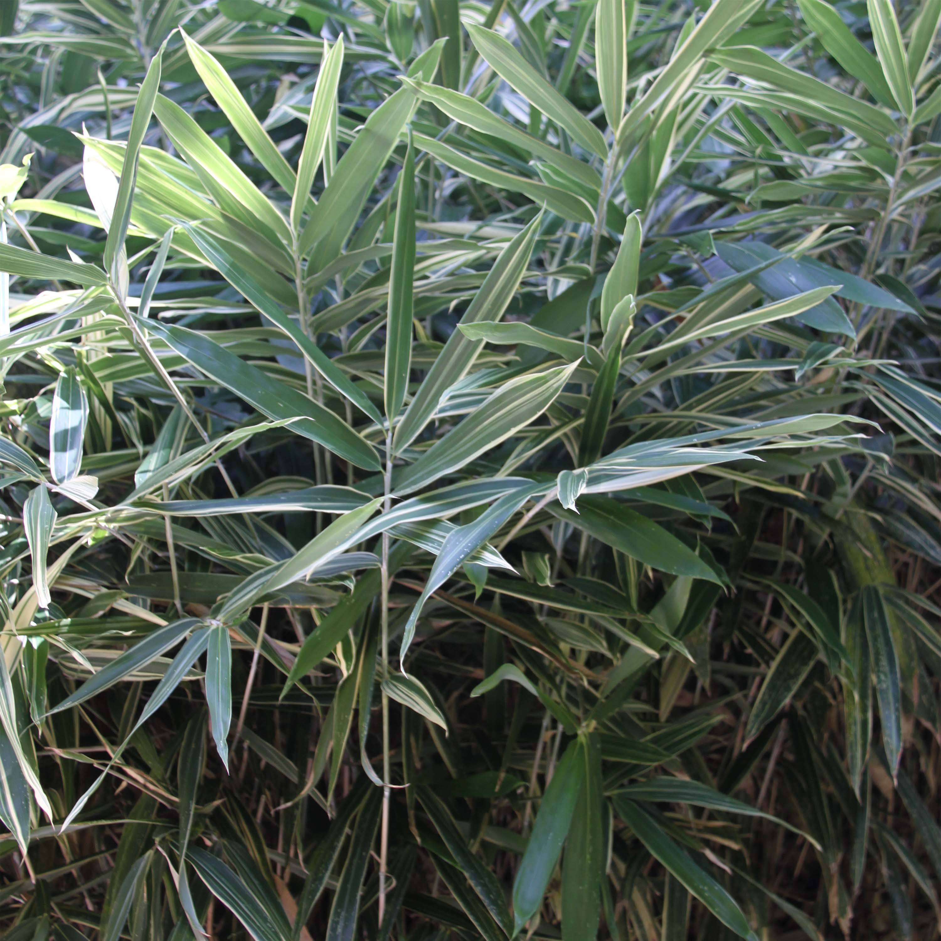 Promesse de Fleurs - Pleioblastus fortunei Variegatus - Bambou nain Godet de 8/9 cm