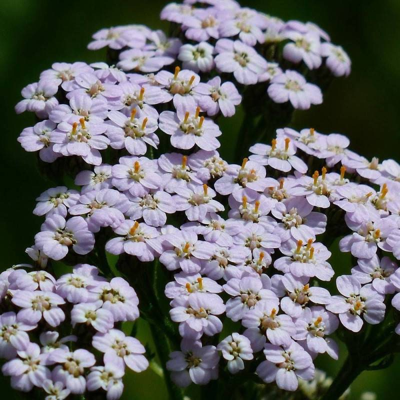 Achillée millefeuille Lilac Beauty à fleurs Rose - feuillage Caduc - Godet - 5/20 cm-  hauteur à maturité De 0,50 m à 1,00 m - Image 1