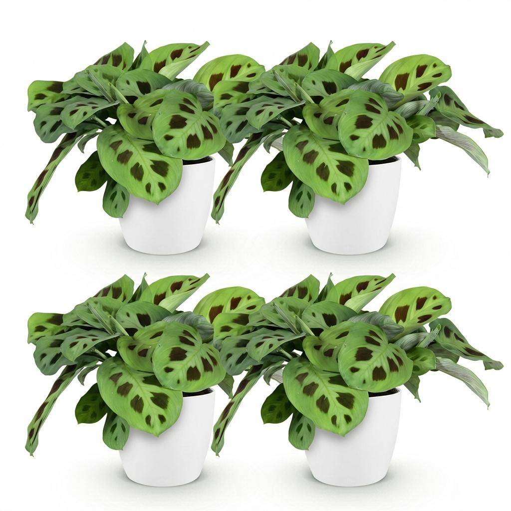Maranta Fascinator Kerchoveana - Pet-friendly - Pot de 12cm - Hauteur 25cm - 4 plantes - Blanc - Plantes d'intérieur - Image 2