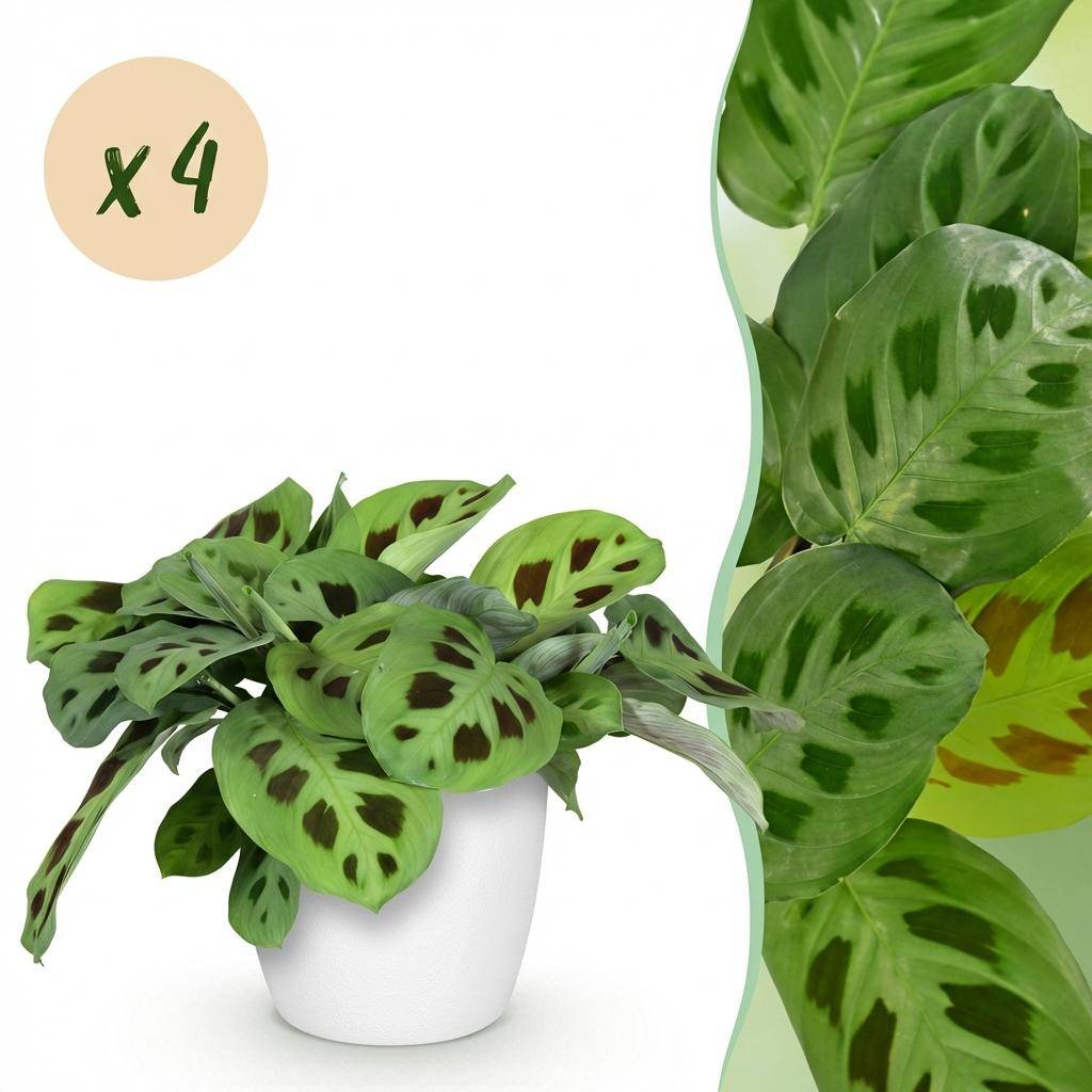 Maranta Fascinator Kerchoveana - Pet-friendly - Pot de 12cm - Hauteur 25cm - 4 plantes - Blanc - Plantes d'intérieur - Image 1