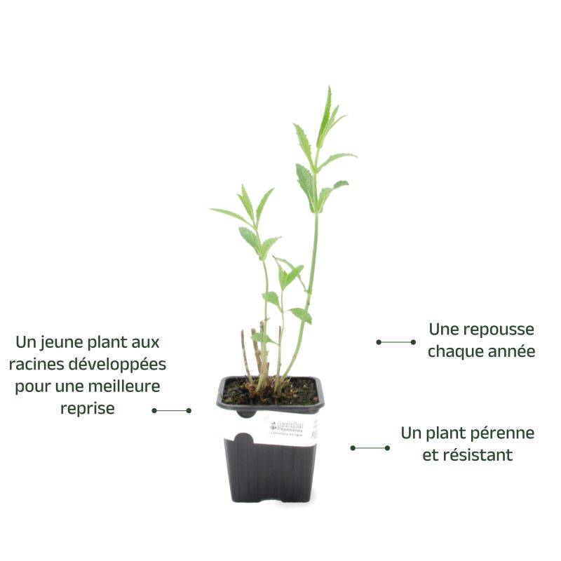 3 Verveines de Buenos Aires (Verbena Bonariensis) - Lot de 6 godets - Pépinières Naudet - Image 3