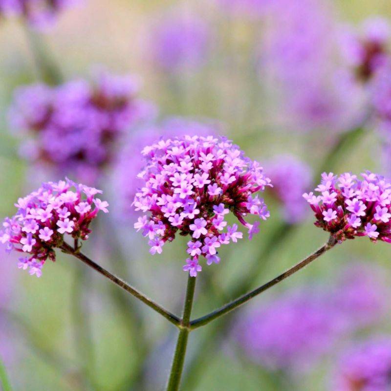 3 Verveines de Buenos Aires (Verbena Bonariensis) - Lot de 6 godets - Pépinières Naudet - Image 1
