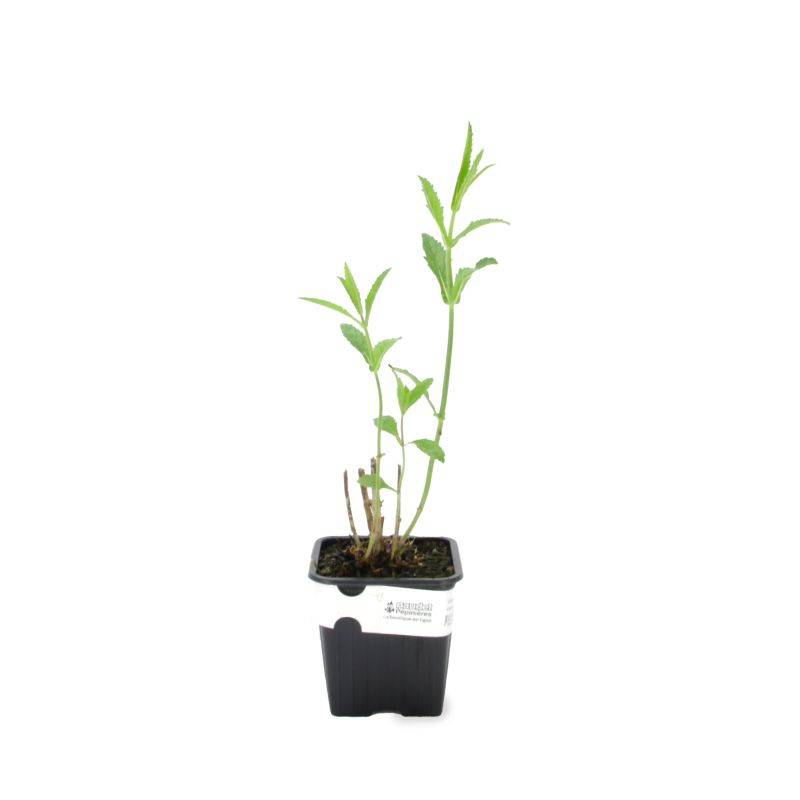 3 Verveines de Buenos Aires (Verbena Bonariensis) - Lot de 6 godets - Pépinières Naudet - Image 2