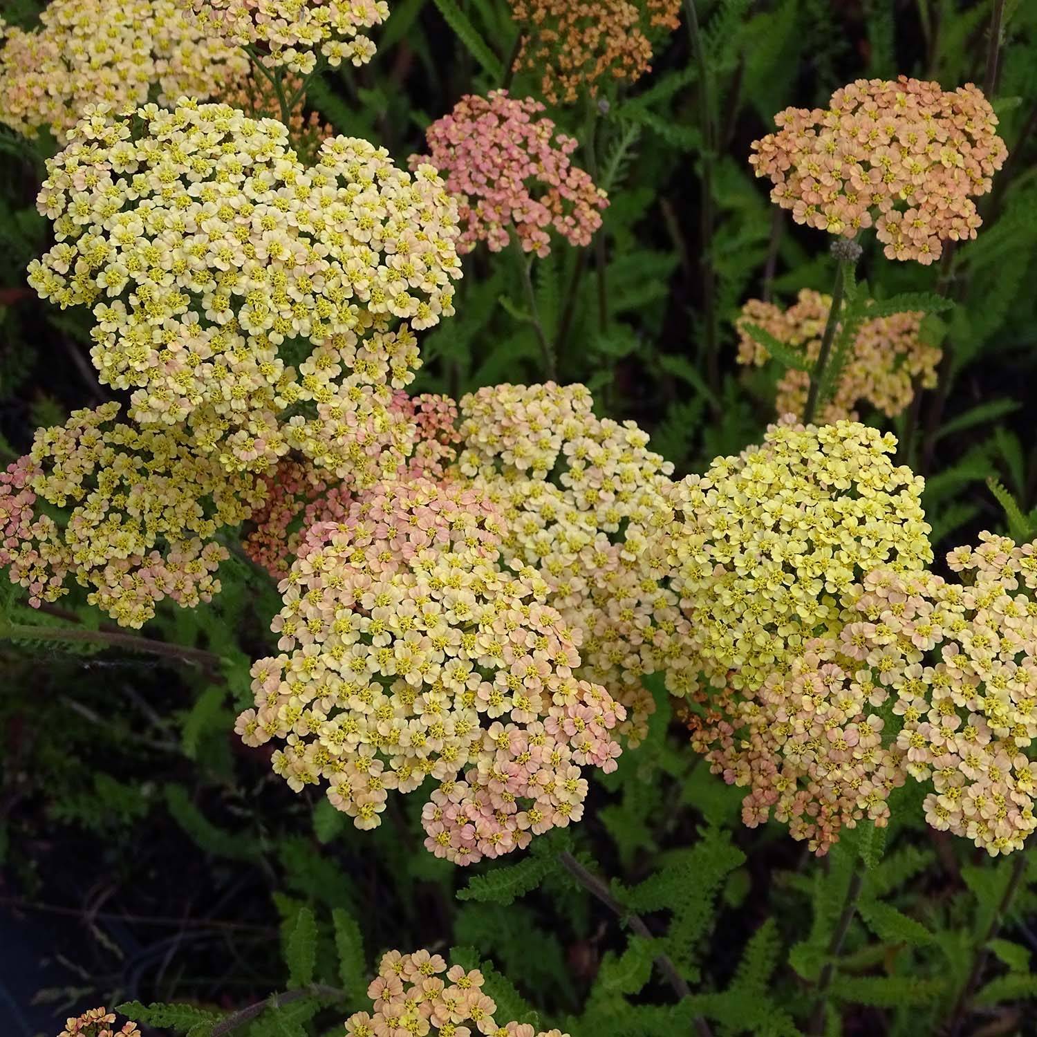 Promesse de Fleurs - Achillée millefeuille Hannelore Pahl Godet de 8/9 cm