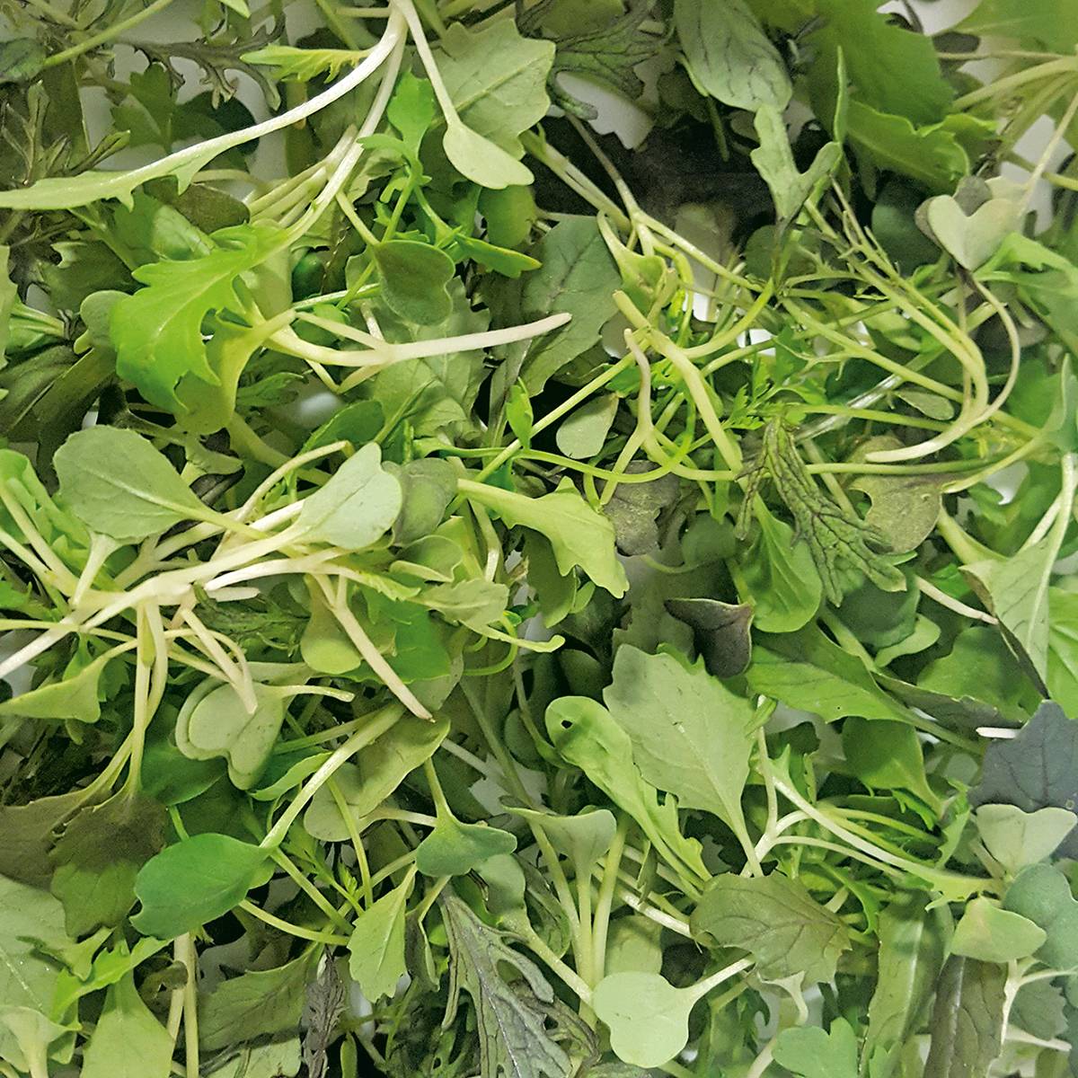 Salades à couper Samourai Mix - Mesclun asiatique le sachet de 1000 graines environ (2g)