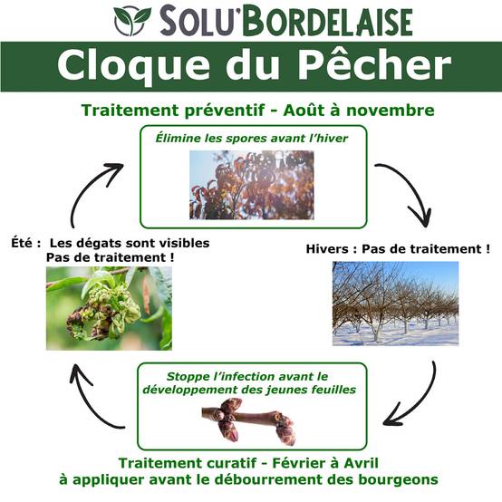 Solu'Bordelaise - Cloque du Pêcher - 500 g de Bouillie Bordelaise Non Colorée - Polyvalent - Sulfate de Cuivre 200 g/kg - Doseur Inclus - Image 2