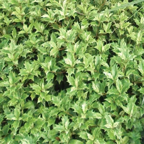 Promesse de Fleurs - Osmanthus heterophyllus tricolor Pot de 7,5L/10L - Image 1
