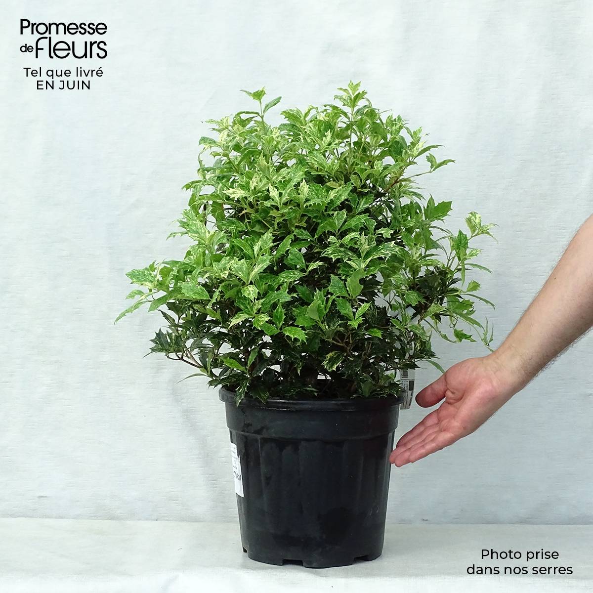 Promesse de Fleurs - Osmanthus heterophyllus tricolor Pot de 7,5L/10L - Image 2