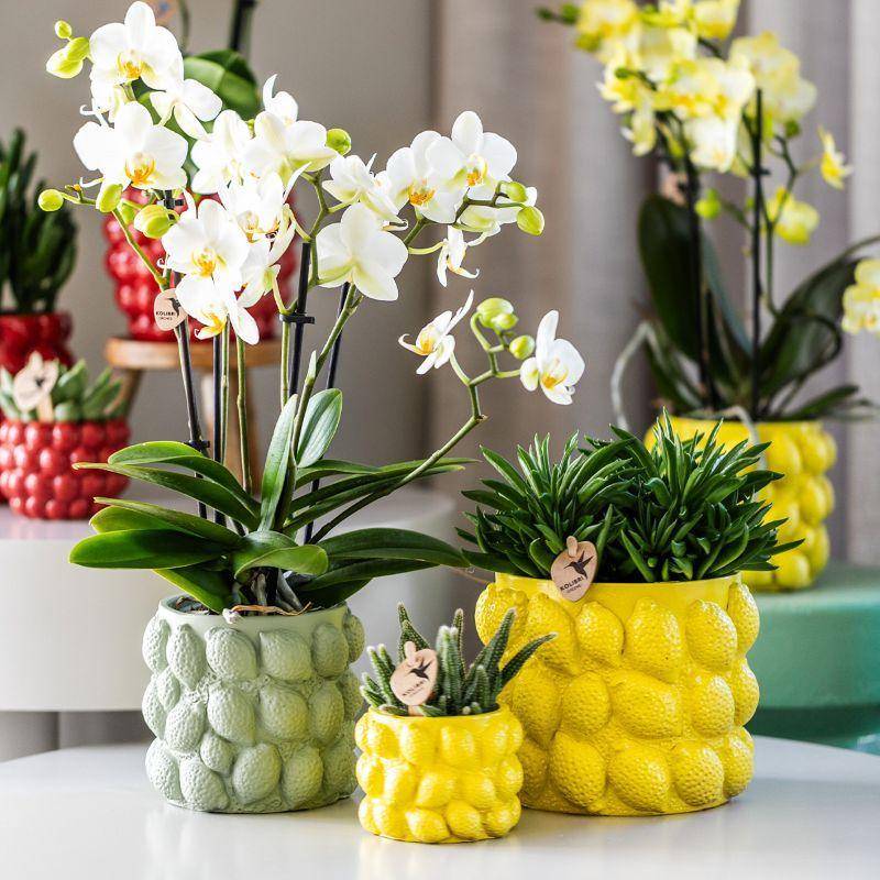 Pot décoratif en céramique verte - Citrus- La Green Touch - Image 4