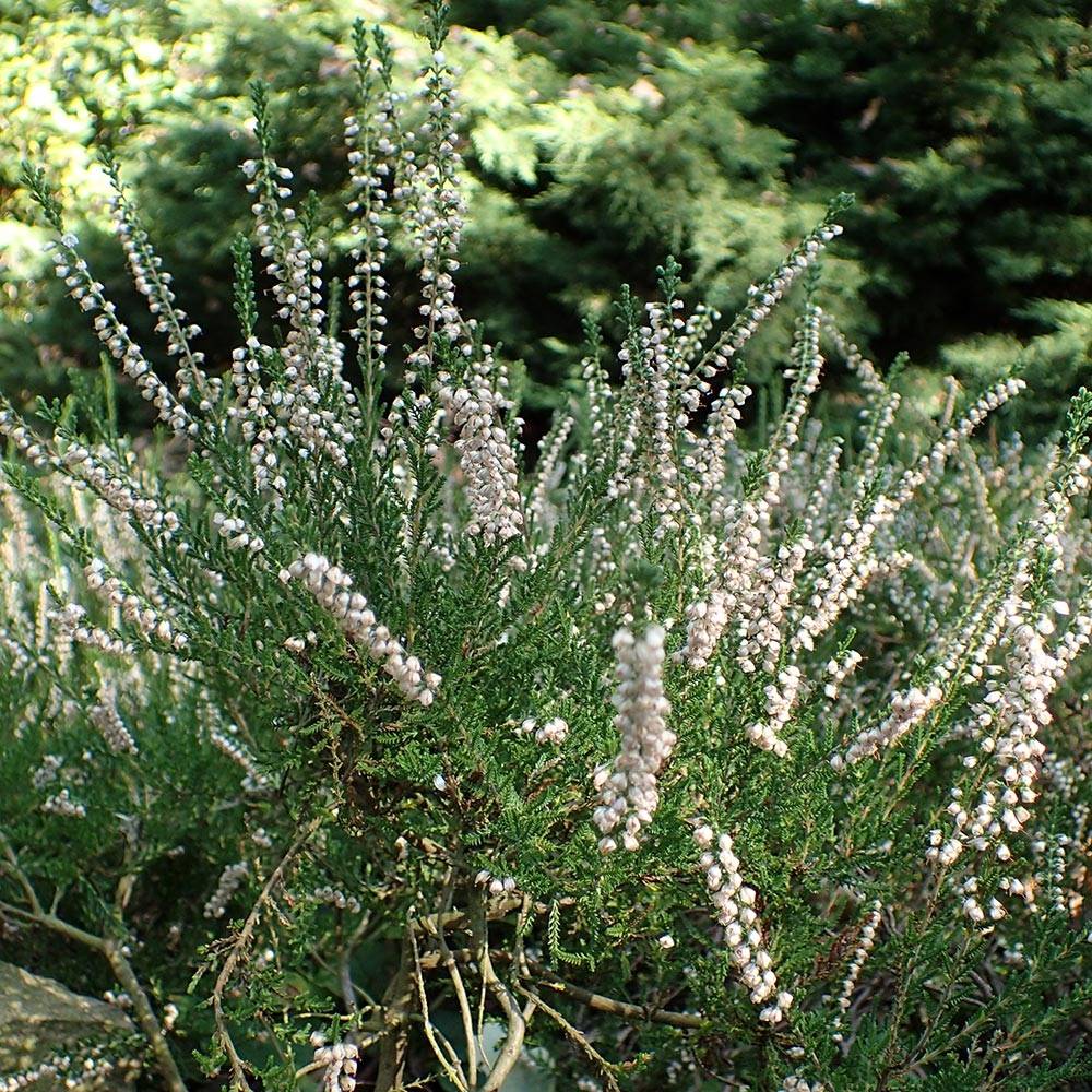 Promesse de Fleurs - Bruyère d'été - Calluna vulgaris Alba Godet de 8/9 cm