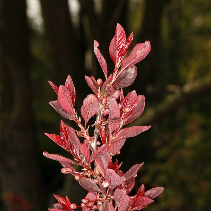 Prunier cerise - Prunus cerasifera Hollywood Pot de 4L/5L - Image 1