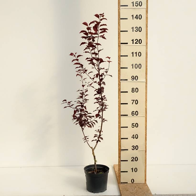 Prunier cerise - Prunus cerasifera Hollywood Pot de 4L/5L - Image 2