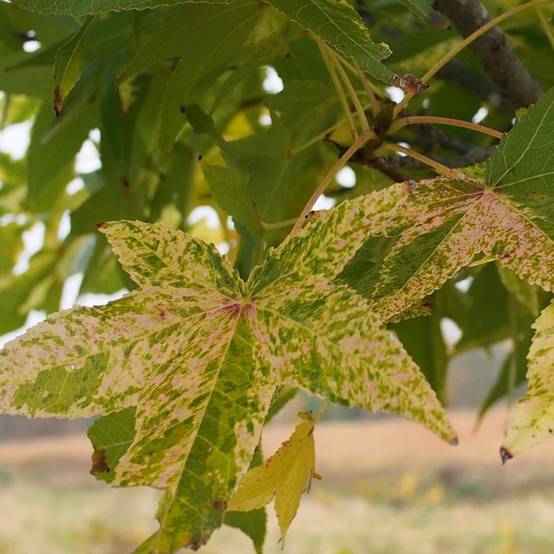 Copalme d'Amérique doré, Liquidambar - Pot de 30L - Tige 8/10 - Image 2