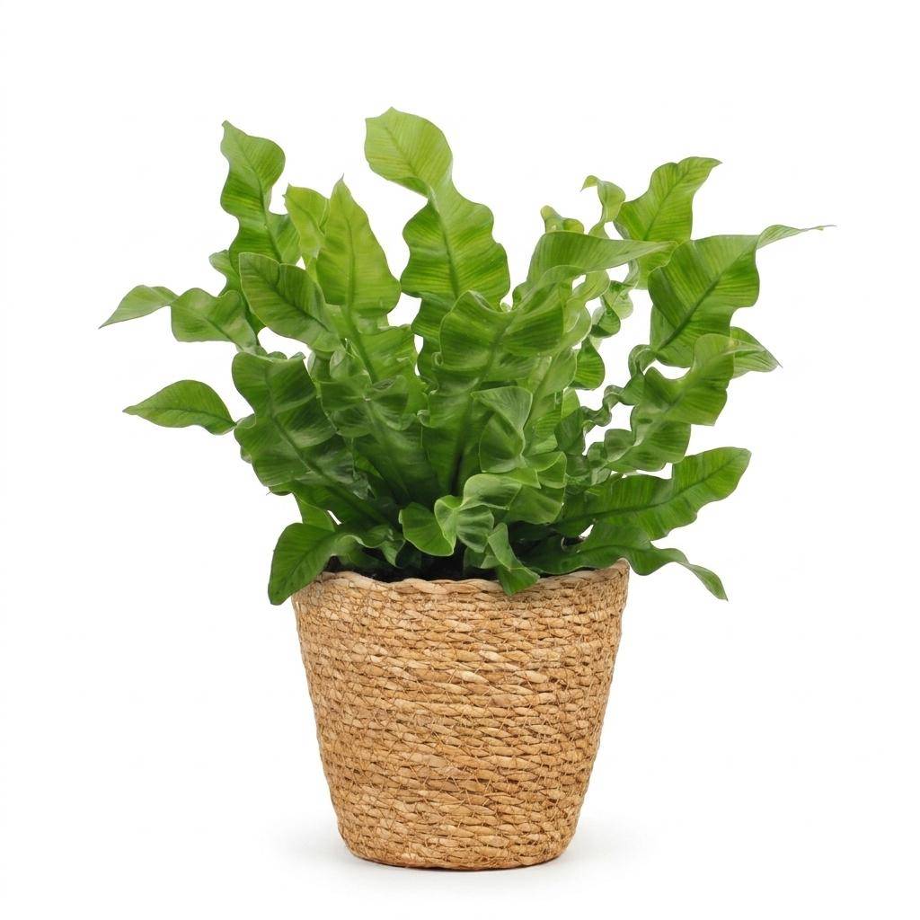 Asplenium Crispy Wave - Fougère Crispy Wave - Pot de 12cm - 1 plante - Panier - Plantes d'intérieur - Image 2