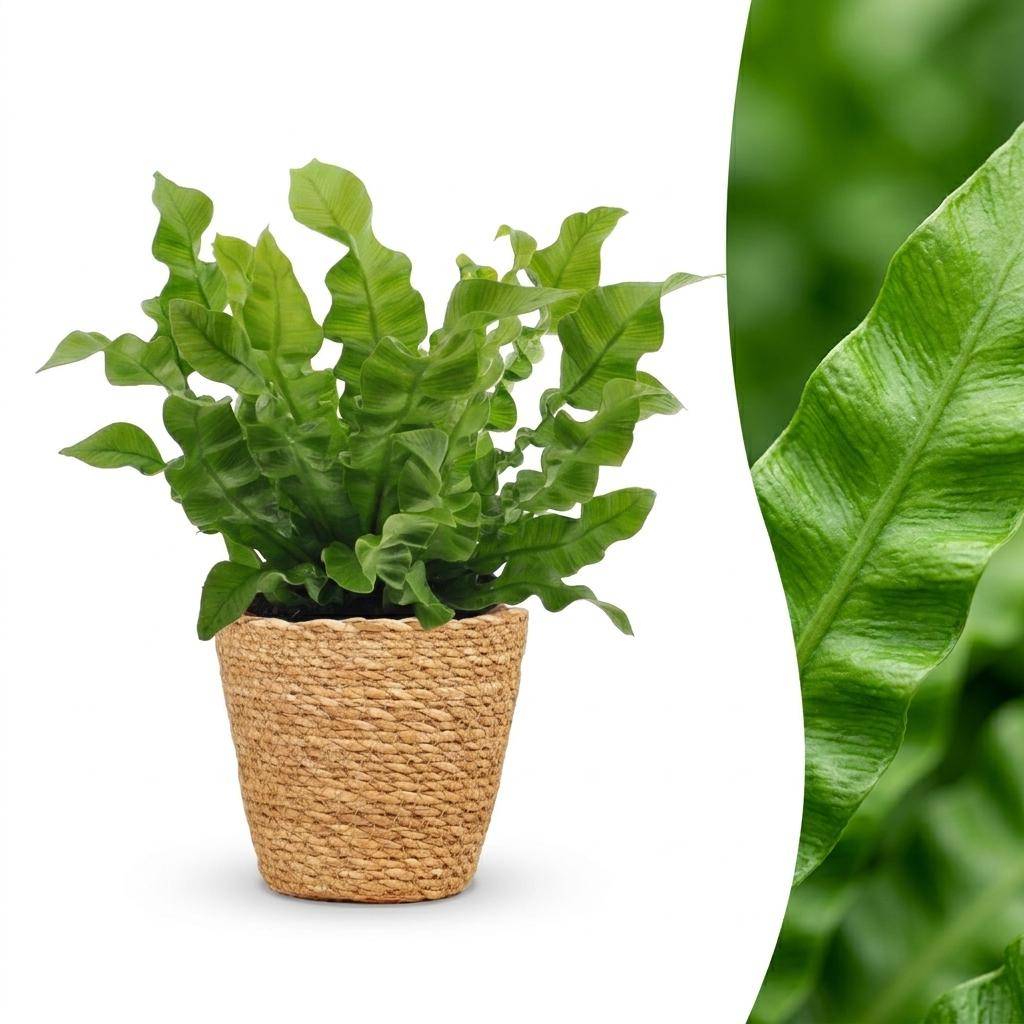 Asplenium Crispy Wave - Fougère Crispy Wave - Pot de 12cm - 1 plante - Panier - Plantes d'intérieur - Image 1