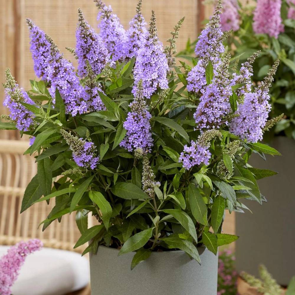 Arbre aux papillons Butterfly Candy® Little Lila 'BotEx004', Buddleia à fleurs Bleue - feuillage Caduc - Pot de 4L - 20/40 cm- hauteur à maturité De - Image 1