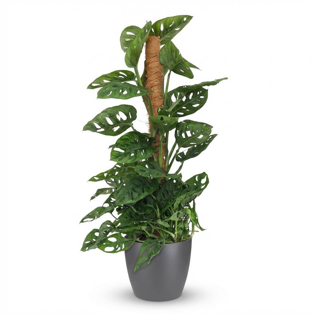 Monstera Andansonii - Monkey Mask avec tuteur coco - Pot de 19cm - Hauteur 90cm - Gris - Plantes d'intérieur - Image 1
