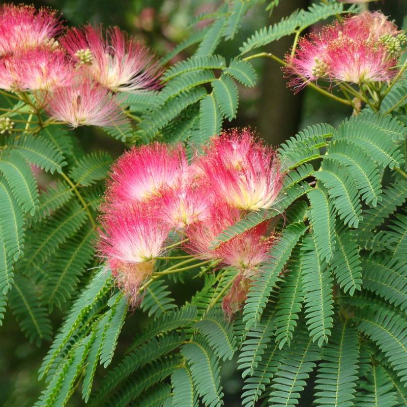 Arbre à soie Ombrella® 'Boulbri', Albizia à fleurs Rose - feuillage Caduc - Pot de 10L - 60/80 cm-  hauteur à maturité De 5,00 m à 10,00 m - Image 6