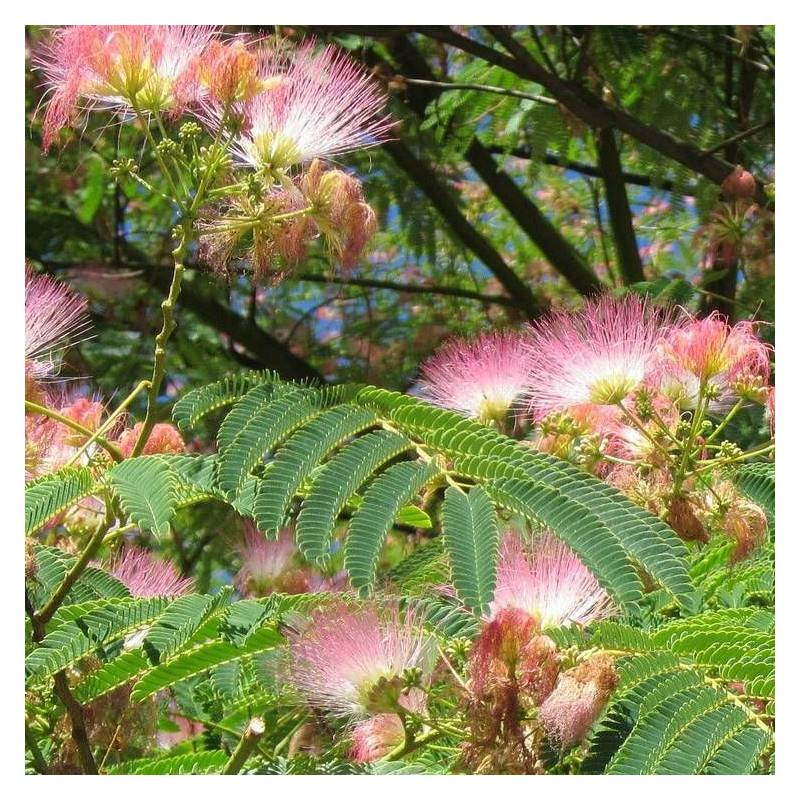 Arbre à soie Ombrella® 'Boulbri', Albizia à fleurs Rose - feuillage Caduc - Pot de 10L - 60/80 cm-  hauteur à maturité De 5,00 m à 10,00 m - Image 3