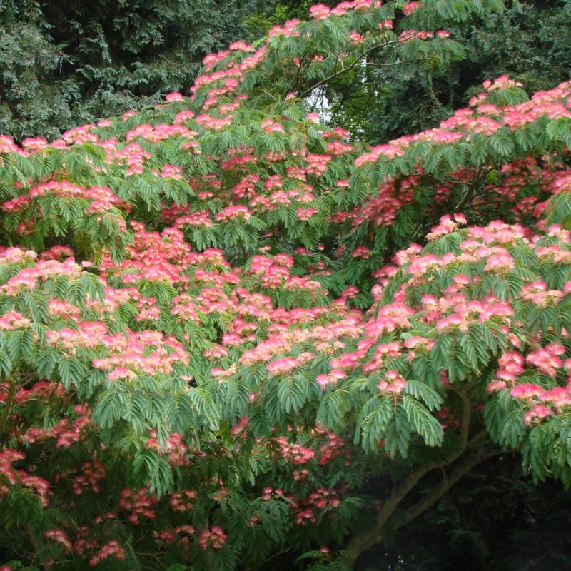 Arbre à soie Ombrella® 'Boulbri', Albizia à fleurs Rose - feuillage Caduc - Pot de 10L - 60/80 cm-  hauteur à maturité De 5,00 m à 10,00 m - Image 8