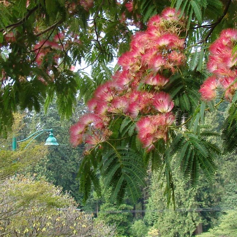 Arbre à soie Ombrella® 'Boulbri', Albizia à fleurs Rose - feuillage Caduc - Pot de 10L - 60/80 cm-  hauteur à maturité De 5,00 m à 10,00 m - Image 4