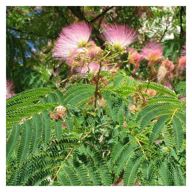 Arbre à soie Ombrella® 'Boulbri', Albizia à fleurs Rose - feuillage Caduc - Pot de 10L - 60/80 cm-  hauteur à maturité De 5,00 m à 10,00 m - Image 2
