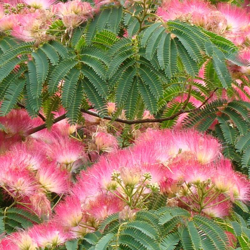 Arbre à soie Ombrella® 'Boulbri', Albizia à fleurs Rose - feuillage Caduc - Pot de 10L - 60/80 cm-  hauteur à maturité De 5,00 m à 10,00 m - Image 9